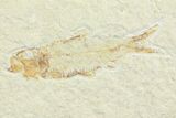 Knightia Fossil Fish Mortality Plate - Wyoming #85494-2